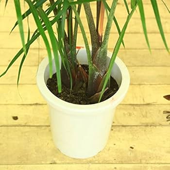 Amazon｜観葉植物：ミエミツヤシ2本入り*トライアングルパーム